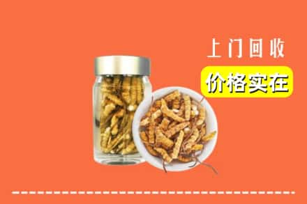 银川灵武市回收散虫草