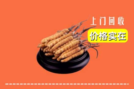 银川灵武市回收冬虫夏草